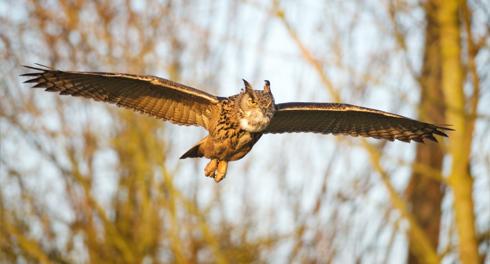 DSC_5957_HighPassFilter_1000px