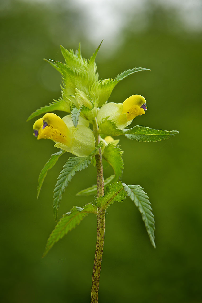Greater Yellow Rattle